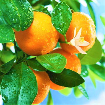 Саджанці апельсину Гамлін (Hamlin)  - ранній, холодностійкий, солодкий