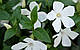 ВІЧНОЗЕЛЕНИЙ БАРВИНОК ВЕЛИКИЙ, біла квітка (дорослий кущ у технологічному горщику), фото 5