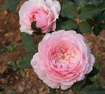 Саджанці троянди " Misaki "