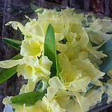 Горщикова рослина Орхідея Дендробіум, фото 2