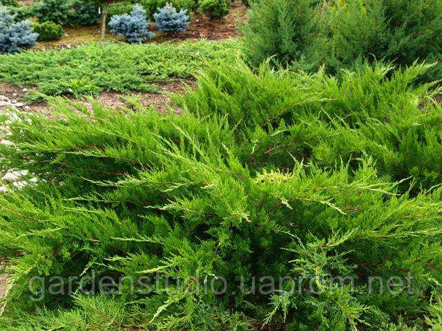 Можжевельник средний Минт Джулеп (Juniperus media Mint Julep) - фото 1 - id-p1365384589