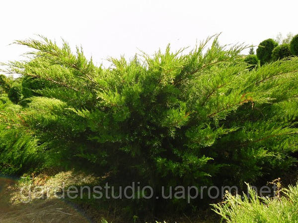 Можжевельник средний Минт Джулеп (Juniperus media Mint Julep) - фото 4 - id-p1365384589