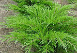 Ялівець середній Мінт Джулеп (Juniperus media Mint Julep), фото 2