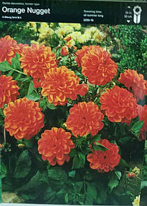 Жоржина Orange Nugget