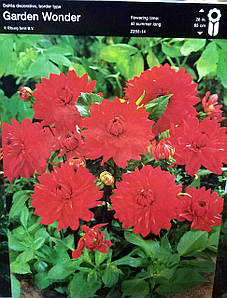 Жоржина Garden Wonder