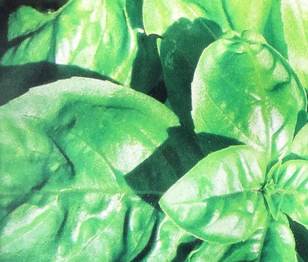 Насіння Базиліка 100гр сорт Зелений