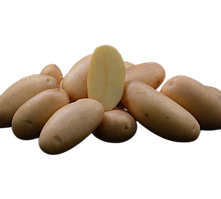 Картопля насіннєва Сієна, 1 репродукція, 1 кг