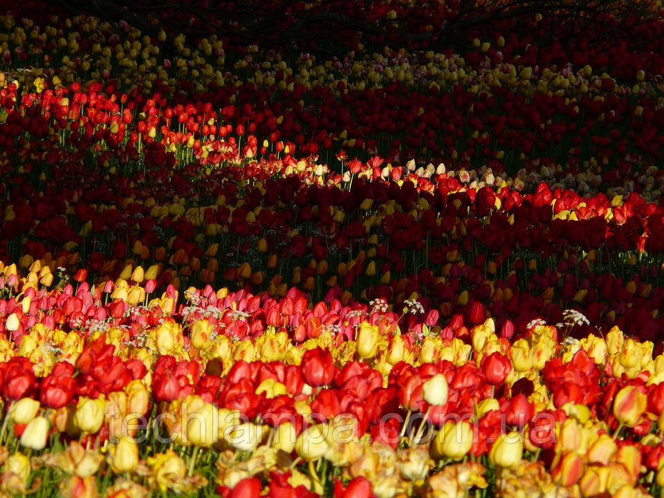 Освещение для тюльпанов - фото 2 - id-p1365686782