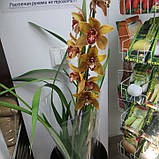 Горщикова рослина Орхідея Цимбідіум, фото 2
