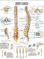 Навчальний анатомічний плакат Хребет людини 86×67см