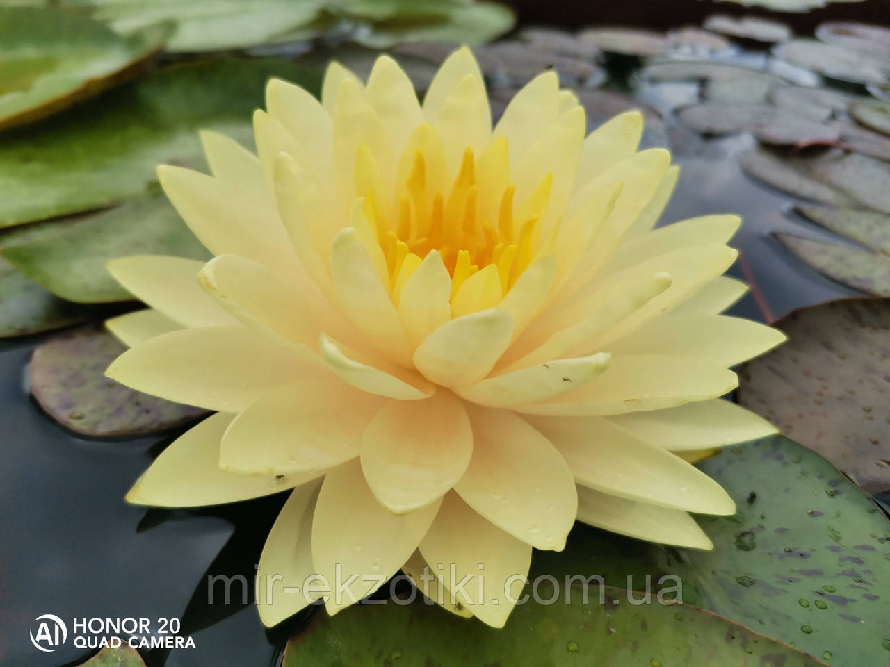 Німфея "Перріс Дабл Єллоу"(Nymphaea"Perry's Double Yellow" ) (доросла рослина)