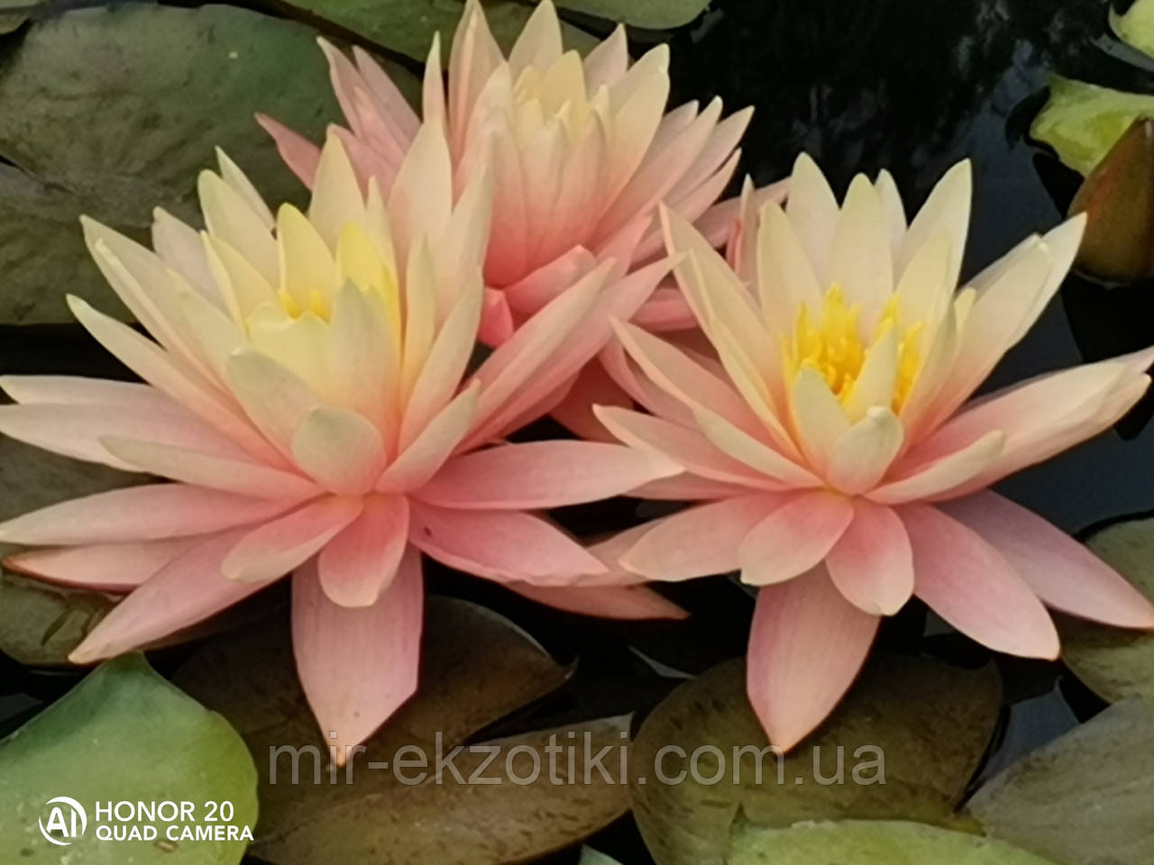 Німфея «Пінк Грейпфрут» (Nymphaea «Pink Grapefruit») (молода рослина, поділка)
