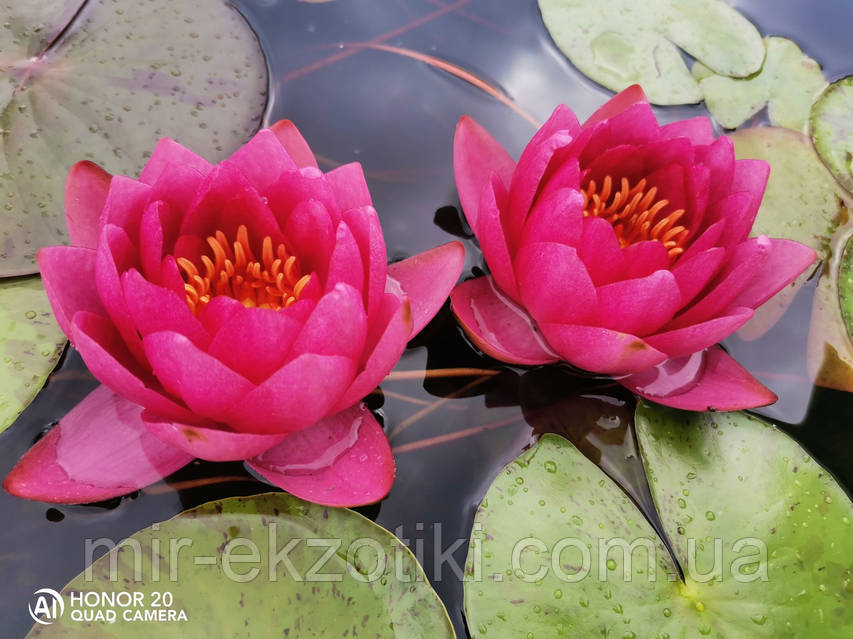 Киевтік транссексуалдардың демалысы Жалбыз кәмпитімен минетті қалай беруге болады