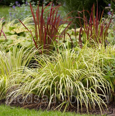 Аир злакоподібний Ogon (Acorus gramineus Ogon)