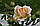Саджанці троянд Валенсія, фото 2