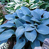 Хоста Блю кадет, Hosta Blue Cadet, фото 4