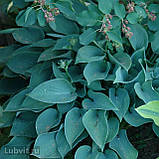 Хоста Блю кадет, Hosta Blue Cadet, фото 5