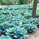 Хоста Блю кадет, Hosta Blue Cadet, фото 7