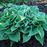 Хоста Блю кадет, Hosta Blue Cadet, фото 8