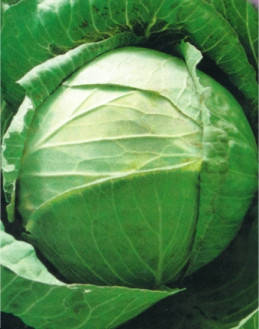 Насіння капусти білокачанної Білосніжка, фото 1