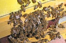 Для стимуляції росту