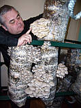 Міцелій. Набір для вирощування грибів на 10 мішків з інструкцією., фото 2