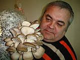 Міцелій. Набір для вирощування грибів на 10 мішків з інструкцією., фото 3