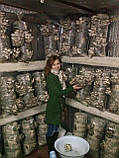 Міцелій. Набір для вирощування грибів на 10 мішків з інструкцією., фото 7