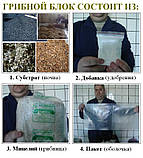 Міцелій. Набір для вирощування грибів на 10 мішків з інструкцією., фото 8