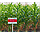 Гібрид Кредо (ФАО 260) Насіння кукурудзи Селекта, фото 2