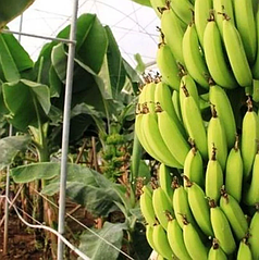 Саджанці Банана карликова Пігмея (Pigmay) — великоплідний, солодкий