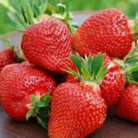 Саджанці полуниці сорт "Світ Чарлі", клас А+ (рання)