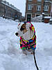 Комбінезон зимовий для собаки "Райдужний" S-XXL. Одяг для собак, фото 10