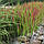 Рослина для ставка  «Red Baron»- японська трава «Червоний барон», фото 3