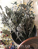Шавлія трава	500 г  Salvia officinalis folium, фото 3