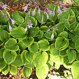 Хоста Голден тіара жовта саджанці в контейнерах Hosta Golden tiara, фото 2