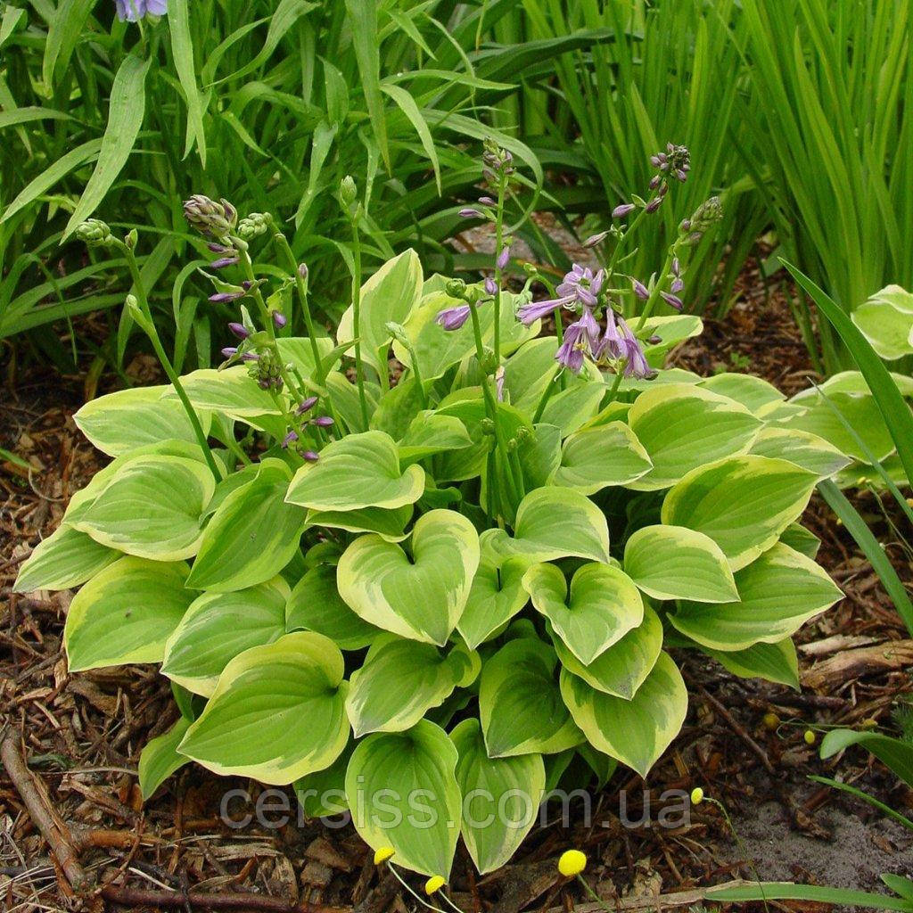 Хоста Голден тіара жовта саджанці в контейнерах Hosta Golden tiara, фото 1