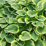 Хоста Голден тіара жовта саджанці в контейнерах Hosta Golden tiara, фото 3