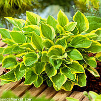 Хоста Голден тиара , Hosta Golden tiara