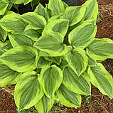 Хоста Голден тіара жовта саджанці в контейнерах Hosta Golden tiara, фото 4