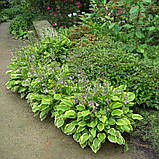 Хоста Голден тіара жовта саджанці в контейнерах Hosta Golden tiara, фото 5