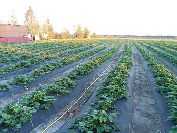 Агроволокно "Marma", чорне (Польща), фото 3