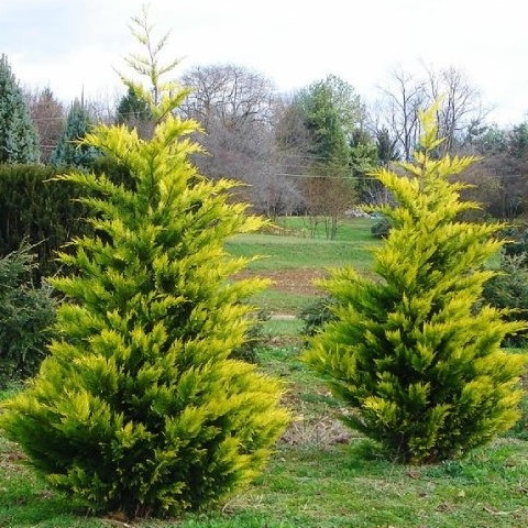 Кипарисовик Лейланда Gold Rider С3