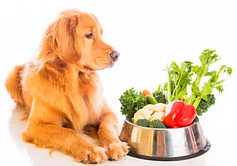 Вітаміни і добавки для собак