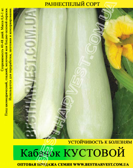Насіння кабачка «Кущовий» 100 г