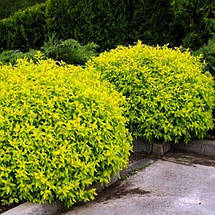 Спірея японська Голден Прінцес / С3 / Spiraea Golden Princess, фото 3
