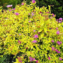 Спірея японська Голден Прінцес / С3 / Spiraea Golden Princess, фото 4