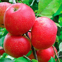 Саженец яблони Хоней крисп - 54-118, 1 год