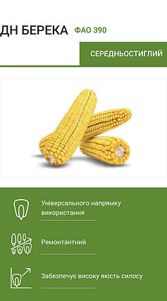 Насіння кукурудзи Берека ФАО 390 Маіс Черкаси 2020, простий середньоранній гібрид, стійкий до засуха, холоду, фото 1