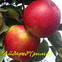 Саженец яблони Айдаред - 54-118, 2 года